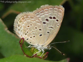 Pale Grass Blue Butterfly
