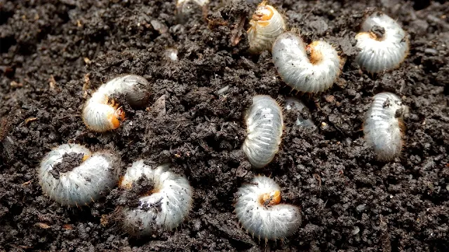 How to Get Rid of Grub worms Out of Your Lawn