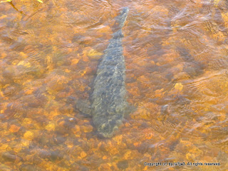 Asian Carp