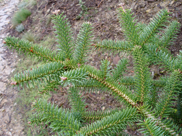 PINSAPO Abies pinsapo