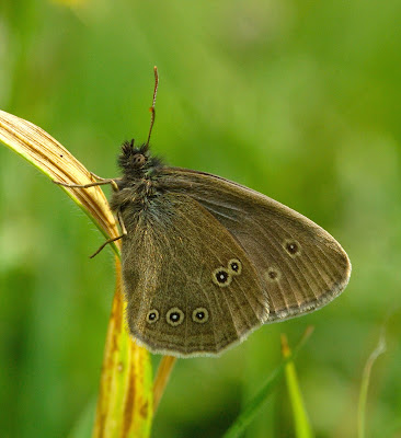 Ringlet (Aphantopus hyperantus)