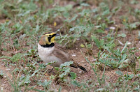 Horned Lark