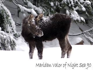 Last post of 2015; top favorite posts, things I want for 2016, baby moose picture taken with my brand new...gotta read the blog to find out what that was.