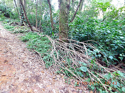 Área verde da vila dos remédios - Trilhas