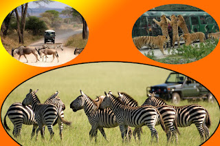 Wildlife and Safari Tour