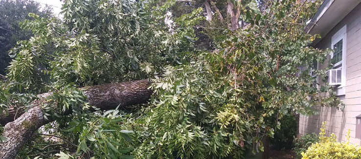 Fallen tree on house Atlanta Ga