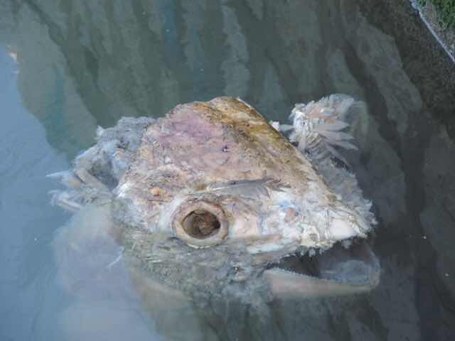 Tuna head in Mazara