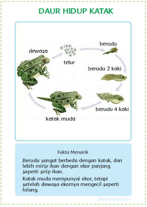 Gambar Siklus Hidup  Hewan  Katak Gambar Kata