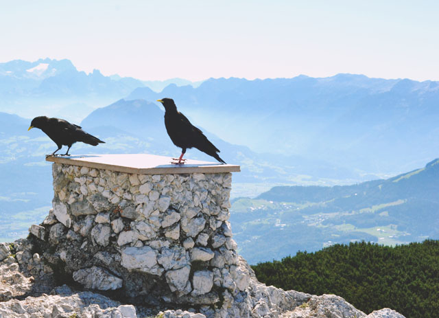 Untersberg ravens