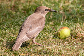 Starling DFBridgeman