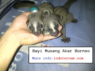 musang akar borneo adalah