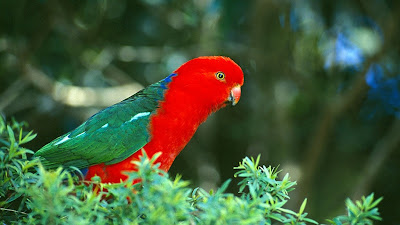 PARROT HD WALLPAPER FREE DOWNLOAD 46