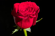 Una rosa es una rosa. Publicado por Antonio Cabañero en 15:40 (img )