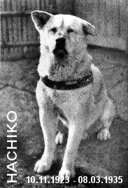 Hachiko 9 years have been waiting