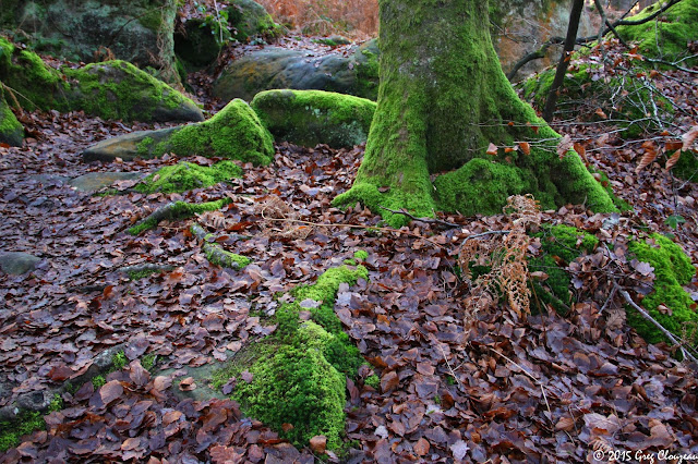 Racines moussues de hêtre sur grès de Fontainebleau, Mont Ussy, (C) 2015 Greg Clouzeau