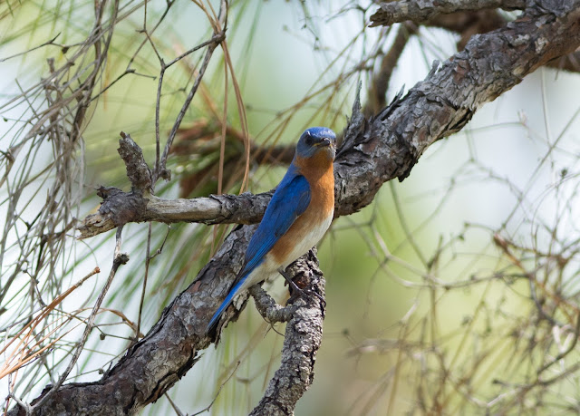 Eastern Bluebird - Joe Overstreet Road, Florida