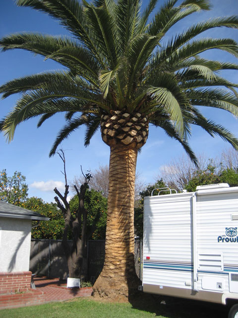 canary date palm tree. WANTED: Canary Island Palm