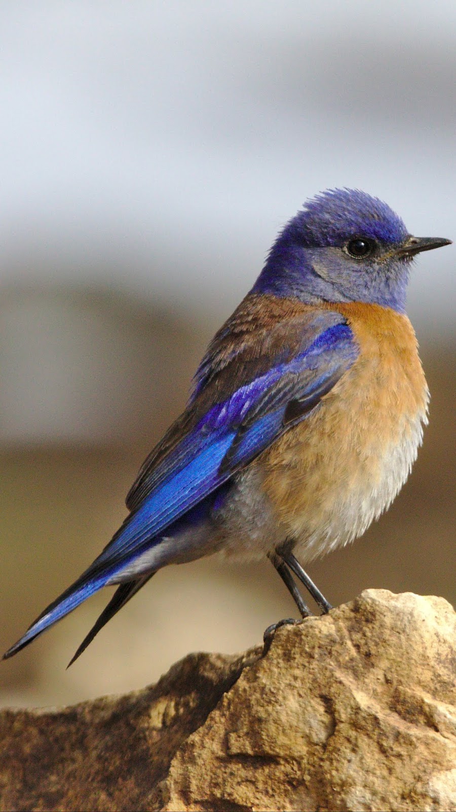 A cute western bluebird.