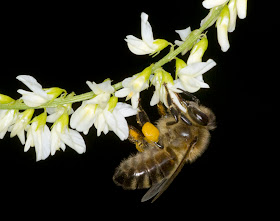 Honey bee, Apis mellifera, on White Melilot, Melilotus albus, on Burnt Gorse at High Elms Country Park, 14 July 2011.