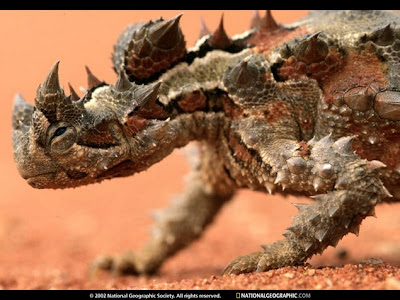 [Image: thorny-devil-2.jpg]