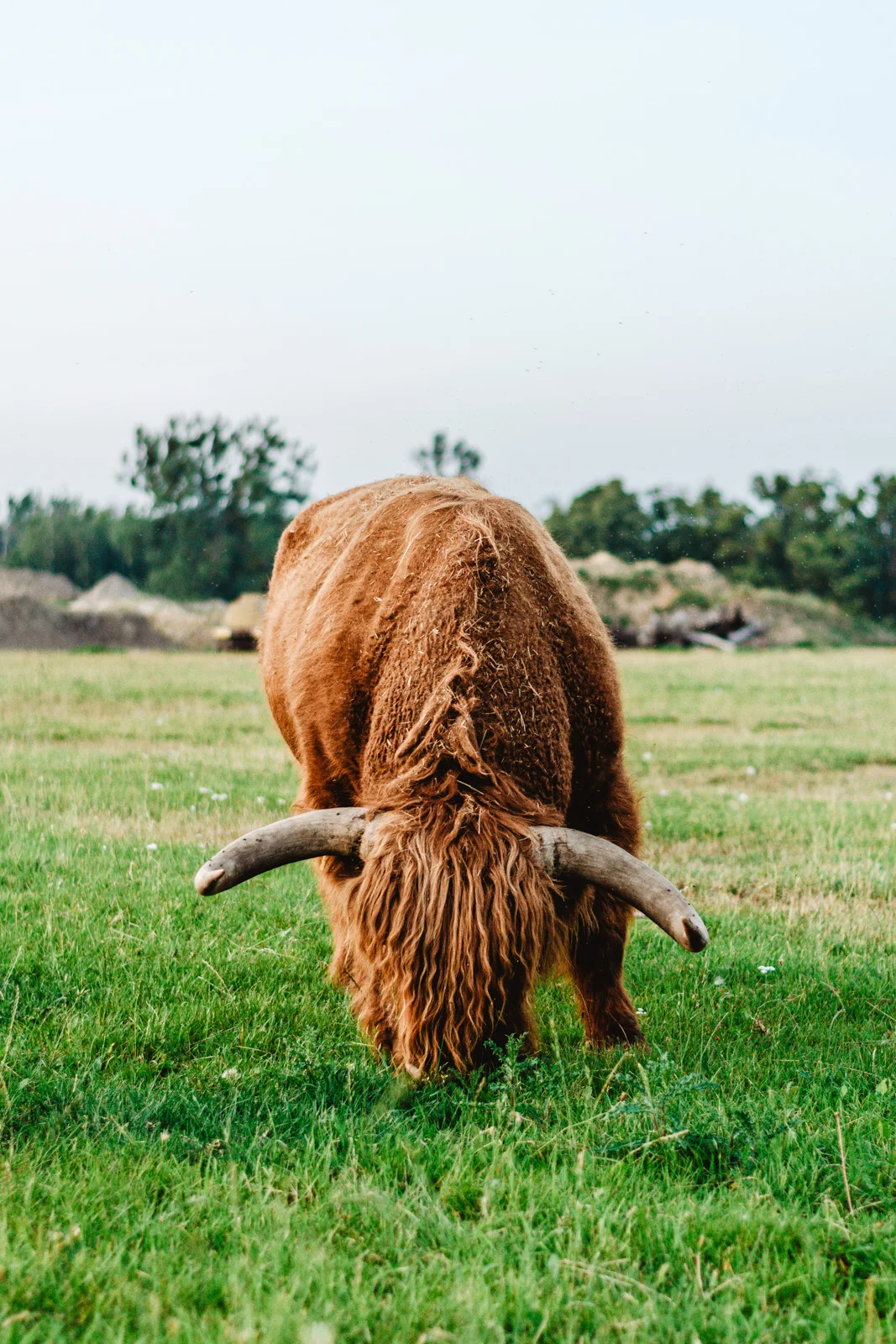 Szkockie krowy w Polsce. Highland Cattle. Brązowe krowy. Gdynia.