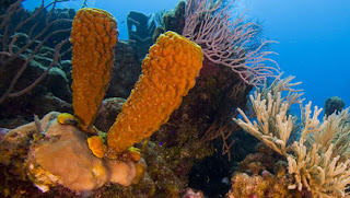 Pengertian Porifera  spons Ciri Ciri Struktur Tubuh 