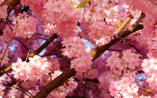 Nature 3D Cherry Blossom Wallpapers