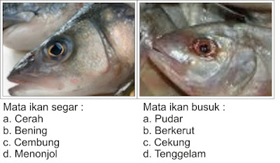 Ciri - Ciri Ikan Segar