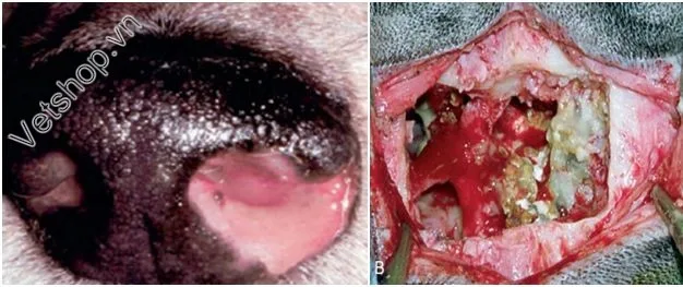 Hình 2: Hình: (A) Chó loét và chảy nước mũi. (B) nấm trong xoang mũi.