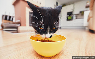 kucing kampung makan