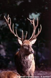 Fallow Deer (Cervus dama Linnaeus)