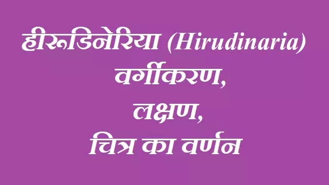 हीरूडिनेरिया(Hirudinaria)साधारण भारतीय जोंक:वर्गीकरण, लक्षण, चित्र का वर्णन|hindi