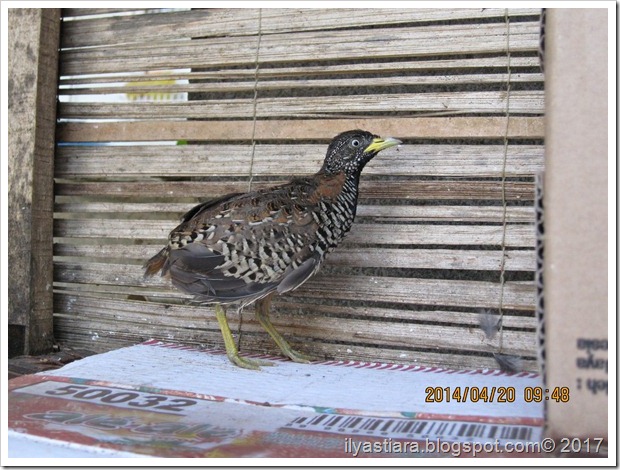 Sayangnya si burung puyuh liar ini sangat takut dengan kehadiran orang disekitarnya. Ketika didekati, burung puyuh liar ini akan langsung melompat dan berusaha terbang ke sana ke mari sehingga akhirnya kepalanya menjadi luka-luka dan berdarah. Karena kasihan melihat kondisinya dan juga tidak tahu bagaimana merawatnya, akhirnya si burung puyuh liar ini pun dilepaskan.
