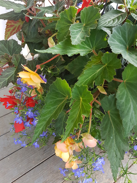 hanging begonia basket the Camellia