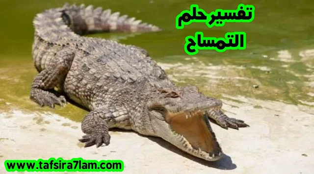 تفسير حلم التمساح