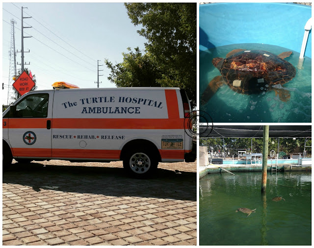 Turtle Hospital, the Keys