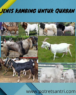 Jenis Kambing Untuk Qurban