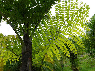 Caryota obtusa 