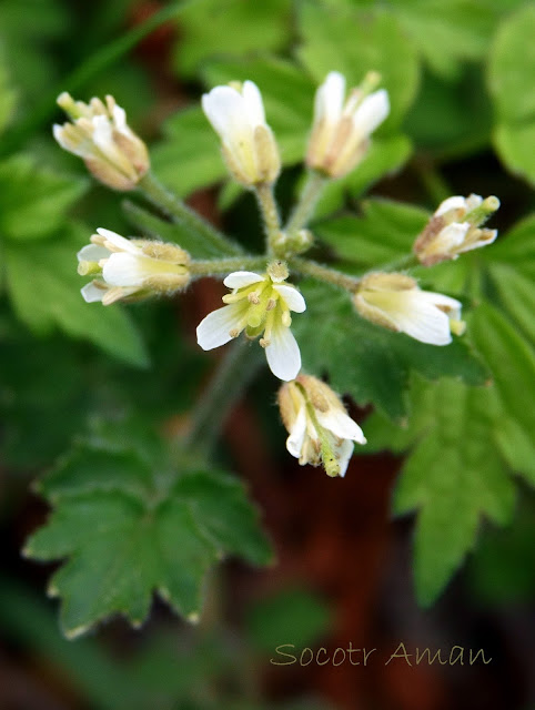 Cardamine tanakae