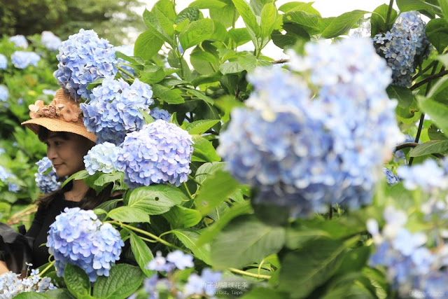 2017 繡球花季-7