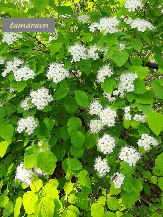 Спирея уссурийская / Таволга уссурийская (Spiraea ussuriensis)