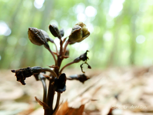 Gastrodia confusa