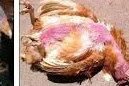  11 Penyakit Ayam yang Dapat Menular ke ayam lain
