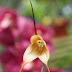 Monkey face orchid 2