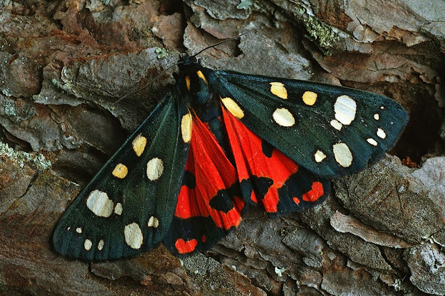Алая тигровая бабочка (Callimorpha dominula)