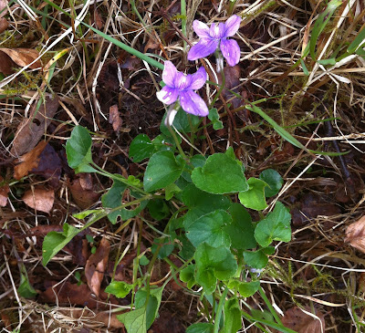 An image of the lower growing dog violet (Viola canina) in flower.