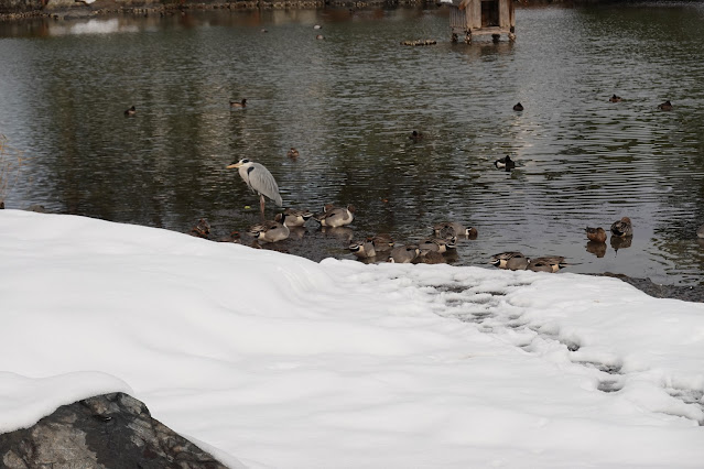 鳥取県米子市西町 湊山公園 池のマガモとアオサギ