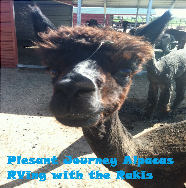 Our Harvest Host experience at Pleasant Journey Alpaca Ranch in Hesperus, Colorado - from Heidi Raki of RVing withe the Rakis