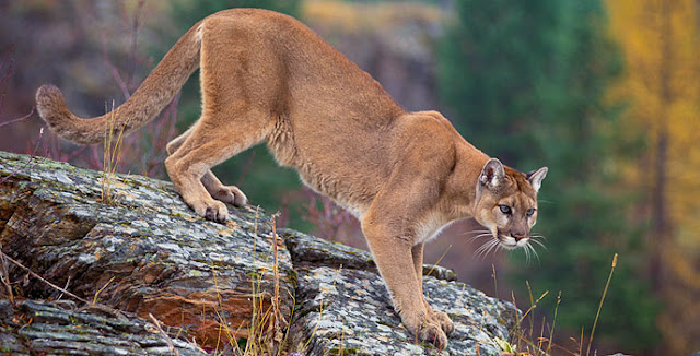 Cougar