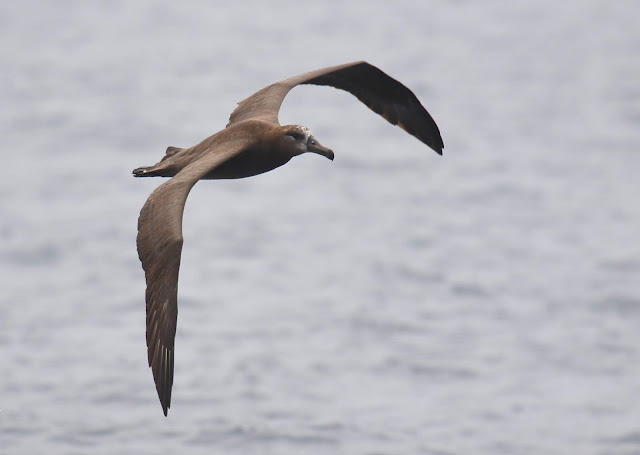 Black-footed Albatross